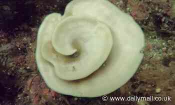 New Zealand sea sponges are 'dying by the millions' due to climate change