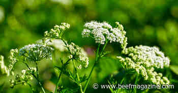 Use caution with poison hemlock, ivy and oak