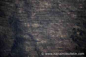 B.C. scientists see recovery but fear more heat domes could change ecosystems forever