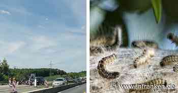 A73, A70, A9, A93: Fachfirma bekämpft Eichenprozessionsspinner an fränkischen Autobahnen