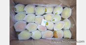 "Shipping delays, and the freshness of pears, have a direct impact on the profit margin of visiting traders" - FreshPlaza.com