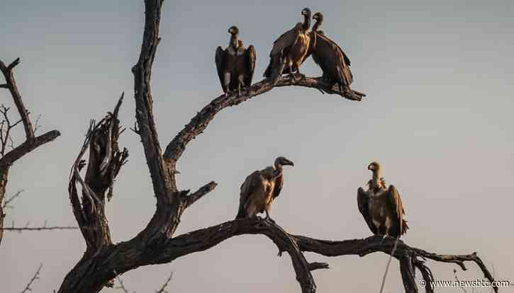 Doom To Fail: Tether Shorts Pile In As Hedge Funds Seek To Profit From Crypto Winter