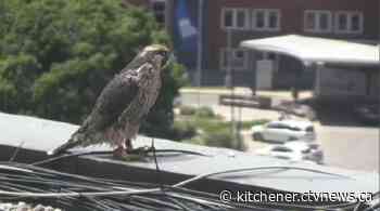 'An experience I've never encountered': Peregrine falcon nesting at CTV Kitchener rescued from chimney - CTV News Kitchener