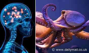 Octopus and human brains share the same 'jumping genes,' new study reveals 