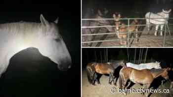 OPP conducts 'foot pursuit' with lost horse in Clearview Township