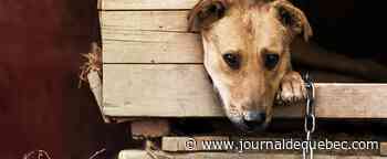 Interdiction des animaux dans les logements: à qui la faute?