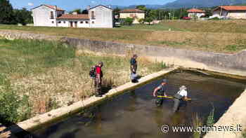 Carenza idrica, i Pescatori del Meschio all'opera per i recuperi ittici nei corsi d'acqua prossimi all'asciutta completa - Qdpnews.it - notizie online dell'Alta Marca Trevigiana