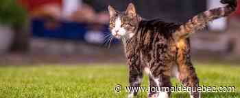 Déménagements: la Ville de Québec en appelle à la responsabilité des propriétaires d’animaux
