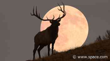 July full moon 2022: 'Buck supermoon' passes Saturn