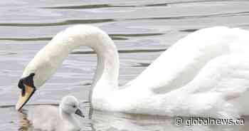 Kitchener’s resident swans, Otis and Ophelia, had a baby