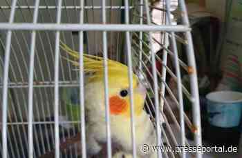 POL-HI: Nymphensittich aufgefunden