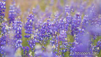 Helpful Tips for Better WildflowerPhotography