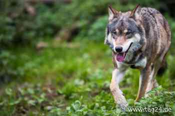 Steckt ein Wolf dahinter? Kälbchen im Landkreis Schmalkalden-Meiningen mit Bissverletzungen tot aufgefunden - TAG24