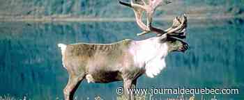 Qu’attendons-nous pour protéger le caribou forestier ?