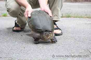 Drivers advised to give turtles a 'brake' - BarrieToday
