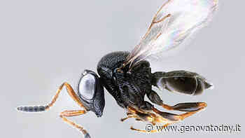 Lotta alla cimice asiatica: in Liguria nuovi rilasci della vespa samurai - GenovaToday