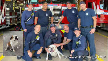 Fort Lauderdale Fire Rescue Nurse Bulldog Suffering from Heat Exhaustion Back to Health
