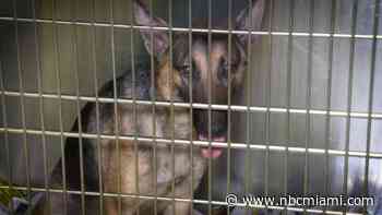 Looking For a Pet? Pets in Miami Dade Shelters Are Looking for a Forever Home