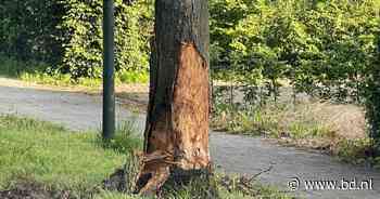 Automobilist raakt zwaargewond bij botsing tegen boom in Helvoirt - BD.nl
