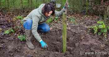 Hortus ter Saksen helpt de juiste boom kiezen - Het Laatste Nieuws