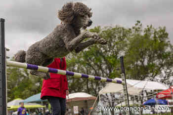 Canines show off their agility - The Brandon Sun