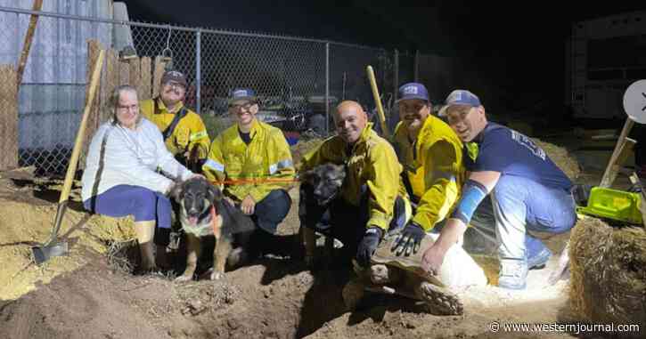 Firefighters Called to Rescue Puppies After Giant Tortoise Holds Them Hostage