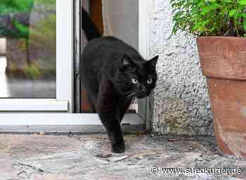 Tiere: Hausarrest für Katzen in Walldorf stresst Tier und Mensch - SÜDKURIER Online