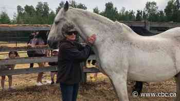 'We love Norman': Yellowknife's equestrian community celebrates horse's retirement - CBC.ca