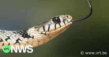 Dierenopvangcentrum in Ichtegem treft 200 reptielen aan, waarvan meer dan 120 dood: "Pure horror" - VRT NWS