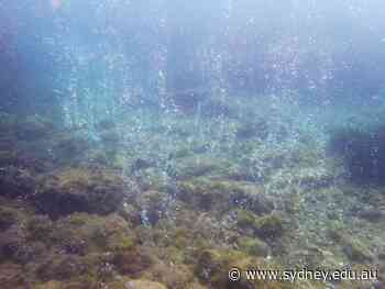 Colonising sea urchins can withstand hot, acidic seas - University of Sydney