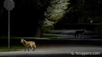 Winners: Picfair's Urban Wildlife Contest