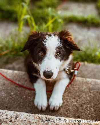 New Blackburn with Darwen deal agreed to collect stray dogs - Lancashire Telegraph