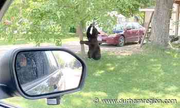 Bear returns to Beaverton:Police caution residents after second bear sighting in same week