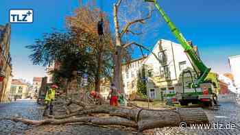 Stadt Gotha regelt Schutz für Bäume neu - Thüringische Landeszeitung