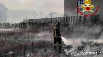 Incendio a Pisa, bruciano sterpaglie in piena città - LA NAZIONE