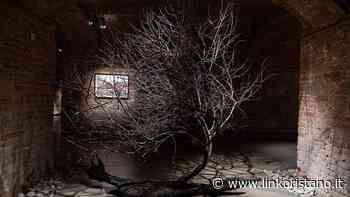 L’arte dopo il fuoco nel Montiferru: a Siena una mostra di Michele Ardu con gli ulivi distrutti dal grande incendio - LinkOristano