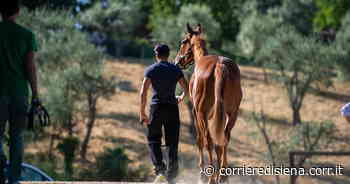 Palio di Siena, 86 cavalli alle prove di notte: solo tre hanno già corso - Corriere di Siena