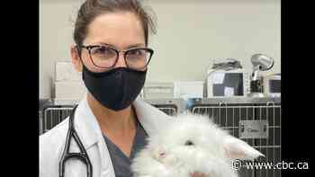 Deadly rabbit disease found in Ontario for the 1st time - CBC.ca