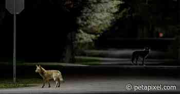 Coyotes Roaming the Streets of Ontario Wins Urban Wildlife Photo Awards - PetaPixel