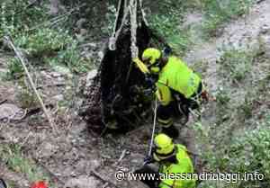 Bovino scivola sull'erba bagnata e precipita: lo salvano i pompieri - Alessandria Oggi