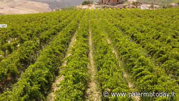VIDEO | Vitigni per coprire le 20 mila piante di erba skunk, 8 palermitani arrestati: le immagini - PalermoToday