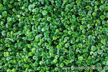 Siccità: lasciate perdere l'erba, passate a dicondra e trifoglio - Giornale di Brescia