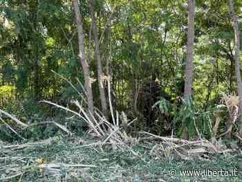 "Alberi martoriati con le lame per lo sfalcio dell'erba". La denuncia ai Forestali - Libertà Piacenza - Libertà
