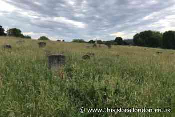 Greenwich: Graves can’t be found due to overgrowth in Plumstead Cemetery
