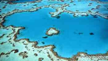 Woman dies while snorkelling in the Whitsundays