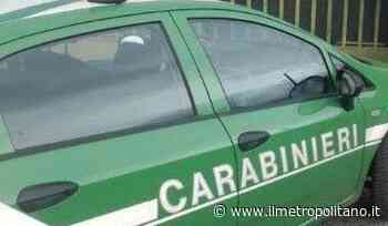 Vercelli. Ambiente: CC Forestali rinvengono centinaia di veicoli abbandonati, denunciato rappresentante di una carrozzeria - Ilmetropolitano.it - ilMetropolitano.it