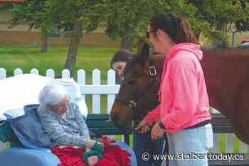 Horses bring joy to Taber Hospital - St. Albert TODAY