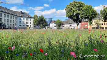 Siegen: Bunter Vorgeschmack auf den Bürgerpark Herrengarten - WP News