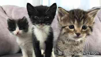 ‘Bottle baby’ volunteers gift $6 million to Animal Humane Society