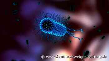 Multiresistenter Typhus: Was bislang über den Keim bekannt ist 